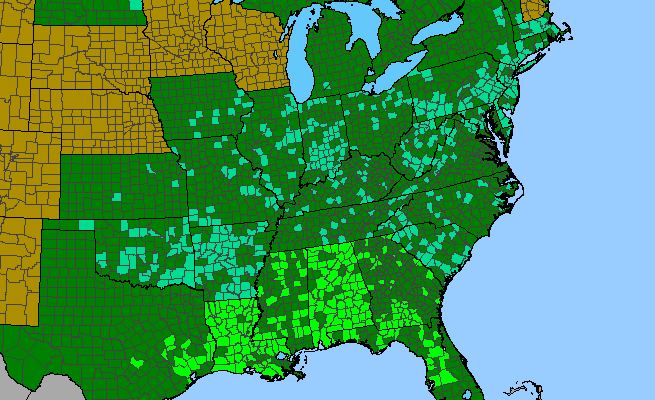 The range of Catalpa bignonioides